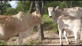 Look at these healthy zimbabwean weaners