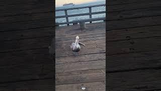 Pelicans are prone to poop a lot.I am a pelican.  I poop on people on the Pismo pier. I do