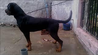 SUPER PRIDE KENNEL (ROMEO) S/O OUR CH. TONY FLASH ROUSE x ch. pepsi