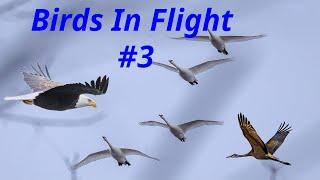 #3. Birds In Flight in 4K footage #wildlifefilm #park #birds