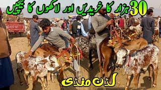Zero Size Cholistani Sahiwal Claves Latest Price In Pakistan | Luddan Mandi.pk