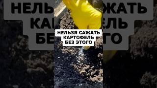 Секрет урожая крупной картошки. Огромные клубни без вредителей #дача #огород #сад #урожай #картошка