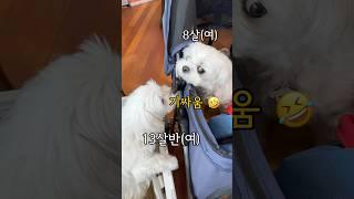 할머니 강아지한테 반항하는 중년 아줌마 말티즈 기싸움 ㅋㅋㅋ