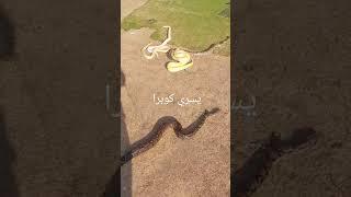 حمام شمس ولا أروع مع يسري كوبرا