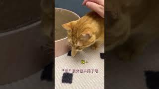 【#猫咪叫不苦】小猫的温柔就像月亮的光突然照在了我的手捧花上啊 #万物可爱计划 #它真的好像个小宝宝 #养宠人的治愈谁懂啊 #小猫治愈了世界