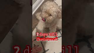 Tomorrow’s Christmas Eve! #christmas #cutedog #goldendoodle #dogs #puppies #puppy #adorable #yay