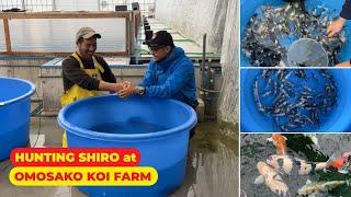 Hunt the BEST "COW" Koi Fish in the South of Japan | Shiro-Utsuri at OMOSAKO KOI FARM