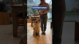 So habe ich meinem Hund „Sitz“ beigebracht.
