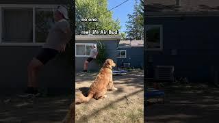 Adorable dog attempts flip off of trampoline #dogsofyoutube #goldenretriever #funnyanimals