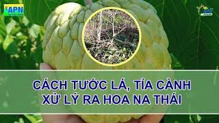 APN - CÁCH TƯỚC LÁ, TỈA CÀNH - XỬ LÝ RA HOA NA THÁI (MÃNG CẦU THÁI)