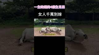 一生缺錢的4個生肖男，女人千萬別嫁！#感情 #生肖 #正緣 #紫微斗數 #占卜 #運勢
