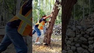 Professional Tree Cutter #chainsaw #cuttingmachine #treeexpert