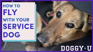 How to FLY with Your SERVICE DOG in 2025: A Service Dog Trainer's Guide to Plane Travel (flying)