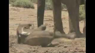 Baby Elephant Tries Walking Through Mud