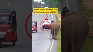 Don't risk your life doing such stupid things#short #elephant #wildlife #attack #shortsfeed #news