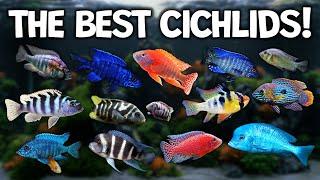 Top Selling African Cichlid Species for your aquarium! (Lake Malawi, Victoria, Tanganyika)