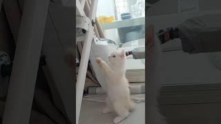 아깽이적 고양이를 잊지 못 하는 이유 #kitten #cat #pets #cutecat #kittty