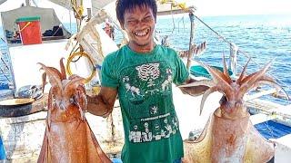 HARVEST GIANT PUSIT CUT ON  WEST PHILIPPINEA SEA WONDERFULL FISHING SPOT