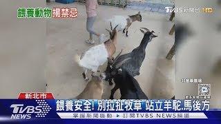 #獨家 餵養安全! 別拉扯牧草 站立羊駝.馬後方｜TVBS新聞