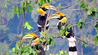 Indian Hornbills Bird | animal planet full episode in hindi | full documentary hindi