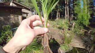 How Not to Grow Jubaea Chilensis!