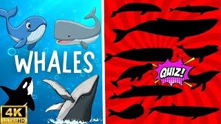 Whales & guess the shadow of the whales quiz| shadow game| learning video for kids |Family FunTime!