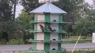 PURPLE MARTINS PLAYING BEFORE BEDTIME