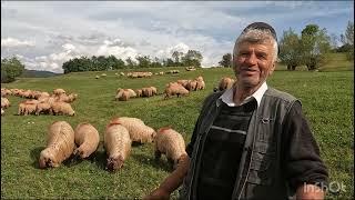 OILE BUCALAI A LUI MELIAN CRETA.72 ANI DIN RUSTIOR .B-N .LA OI DE LA 6 ANI.A FOST IN TRANSHUMANTA