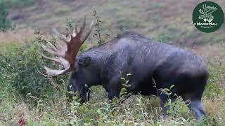 Tragic News of Legendary Bull Moose Grumpy | MooseMan Video Photography Calendar