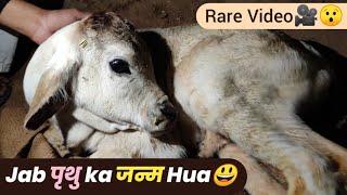 Prithu,s️ Birth Video, | पृथु के जन्म का वीडियो | Cowsblike