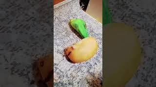 #капибара #блоптоп #реки #миша #попугай #гусь #мем #блоп #актив