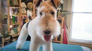 I'd Rather be Causing Mischief - Wire Fox Terrier Groom