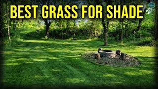 Best Grass For Lawns With SHADE