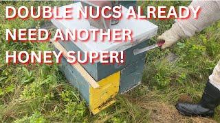 Double nucs already need another honey super!