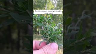 Спорыш/Горец птичий - от камней в почках и мочевом пузыре #лекарственныетравы #травы #травник