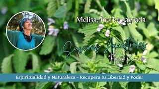 Susurros Ancestrales    Plantas medicina #2 Melisa