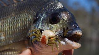 Bream Love Crabs!