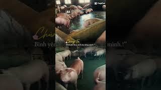 Nhà Phân Phối cám USFEED tại KON TUM #reels