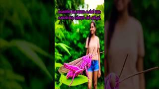 Pink grasshopper #malayalam #reels #viralshorts #yt_shorts #trending #funny #comedy #shorts #prank