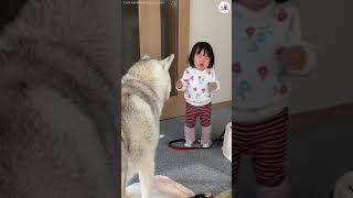 妹ちゃんが泣き出しちゃった… その時、ワンコがとった優しい行動 #Shorts