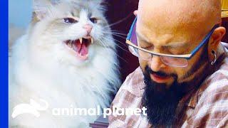 Cat Attacks People When They Cry | My Cat From Hell