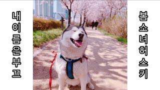 Lady of Spring, Husky Booqoo