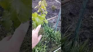нормировка винограда побегами