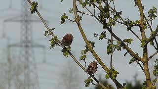 Linnets