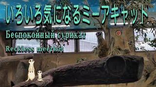 【１駅分の癒し】いろいろ気になるミーアキャット　Беспокойный сурикат Reckless meerkat