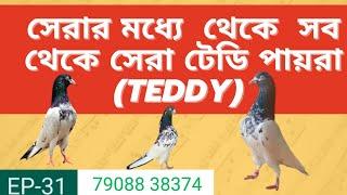 EP-31 সেরার মধ্যে সব থেকে সেরা পায়রা টেডি পায়রা(TEDDY)7908838374  ONE OF TBE MOST HIGH FLYING PIGEON