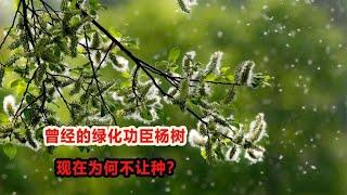 曾经的绿化功臣杨树，现在为何不让种？到底有什么危害？