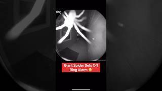 Giant Spider Sets Off Ring Alarm ️#shorts #spider