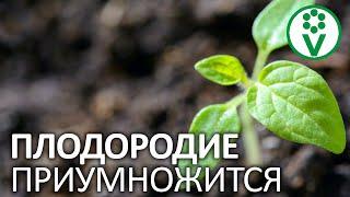 ПРОСТОЙ ПРИЕМ ПОМОЖЕТ ПОВЫСИТЬ УРОЖАЙНОСТЬ ОГОРОДА! 3 причины применять севооборот на участке