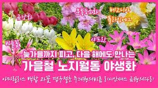 [08.17] 신상! 늦가을까지 피고, 다음해에도 만나는 노지월동 야생화 가을국화14종 구근식물 010.8446.1438 문자주문 과꽃 금낭화 알리움 리시안셔스 능소화 백합 아스타